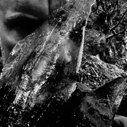 Taake En skog av nidstang