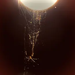 Heart of the Serpent Unraveling