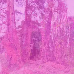 Regnvals suffocating pink light