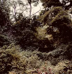 Wyrd from Runa's Stream Cur às don Baistidh