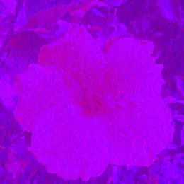 April Spring — Old Songs 2024 official album cover
